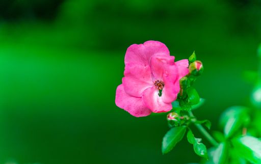 A selective focus shot of a blooming flower