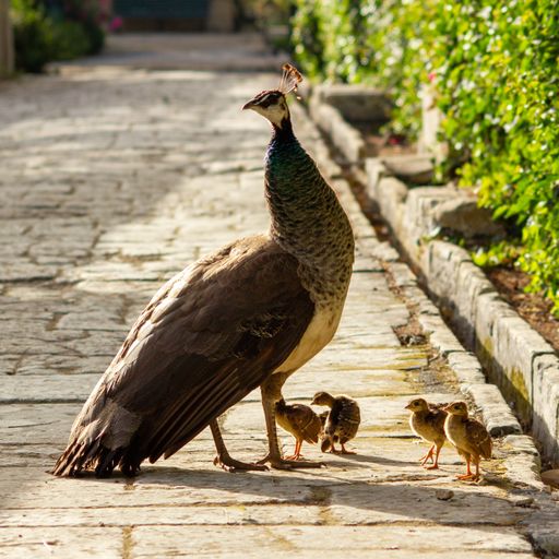 A beautiful shot of an alert peacock with its chicks outdoors on a cobble path
