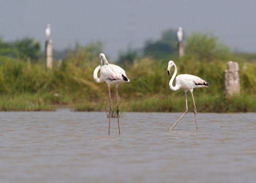 A pair of flamingos on a shallow lake