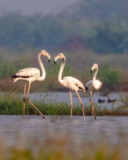 Three flamingos on a shallow lake, vertical shot