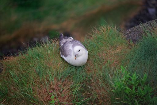 Close-up shot of a wild adult fulmar (Fulmarus glacialis) nesting in the rain on the grassy cliff. Bird looks at the camera. View from above.