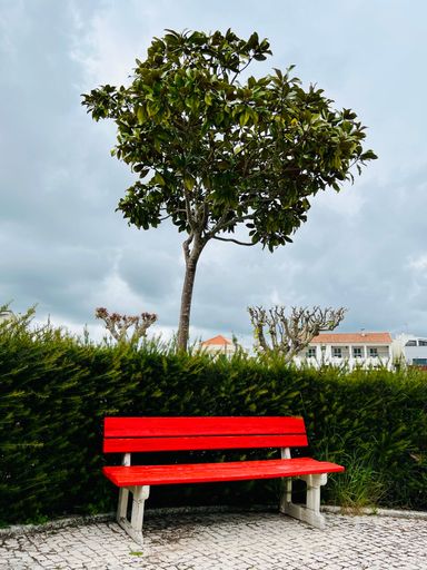 A view of a red bench and a tree in a park on windy day