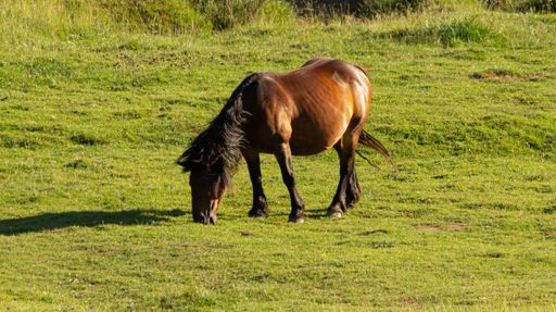 A view of a brown horse in the green field