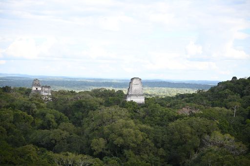 A beautiful shot of The Great Jaguar Tikal in Guatemala