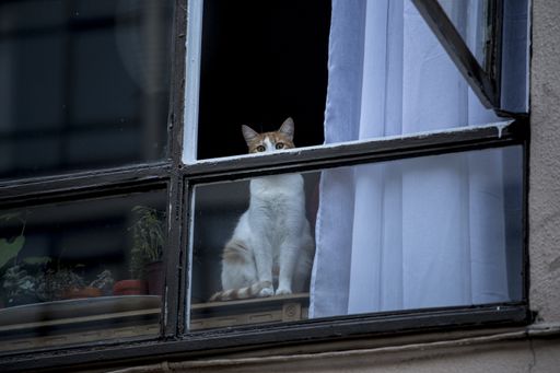 A cute shot of a brown and white Tabby cat looking out the window waiting to get in trouble