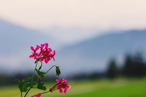 A selective focus shot of pink honeysuckles with a green and blue background