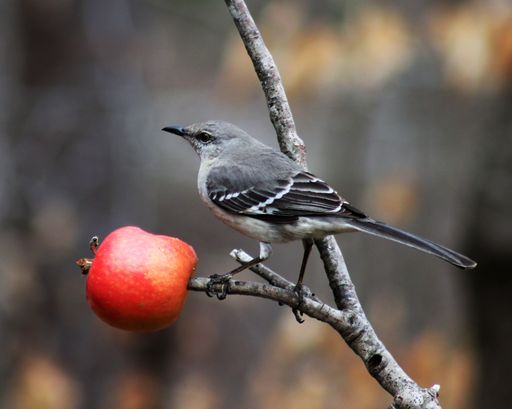 A closeup of the northern mockingbird, Mimus polyglottos perched on a branch with a red apple.