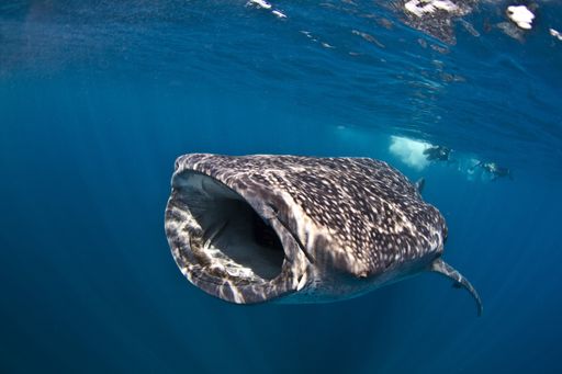 A shot of a whale shark living his best life underwater in the sea