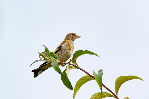 A closeup shot of a European goldfinch (Carduelis carduelis) perched on the tree branch