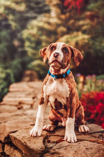 A shot of an American Staffordshire Terrier dog on a sunny day