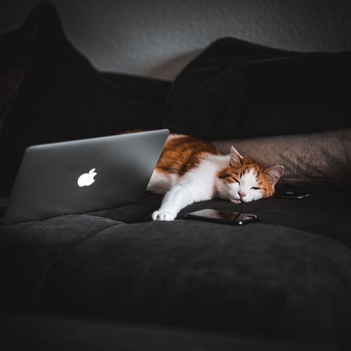 An adorable cute resting cat sleeping near an Apple macbook laptop after work