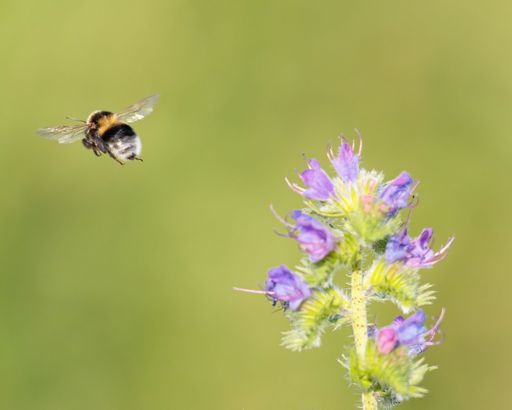 A bee on wild purple flowers