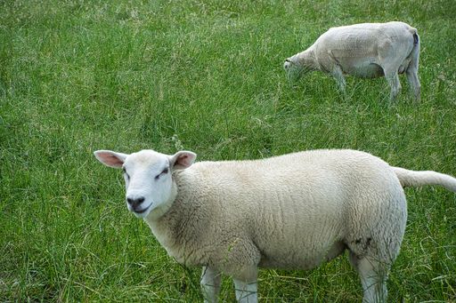 two sheep grazing in a grass field while one of them is looking at the camera.
