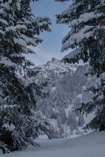 a vertical shot of a snow-covered tree captured in between snowy trees.