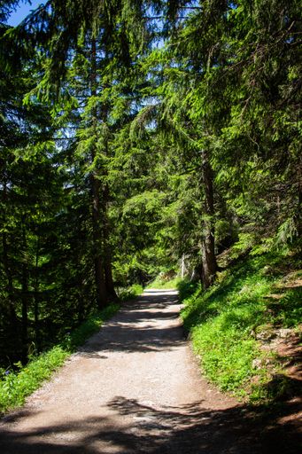 A vertical shot of a long walking trail through the Bavarian Forest