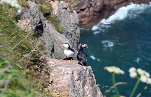 The two adorable puffin birds having rest on the coastline rocks