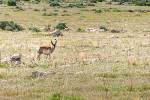 A shot of a white-tailed deer standing in a field and attentively looking at the camera