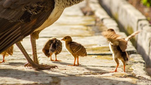 A closeup shot of a peahen bird and chisk on a road