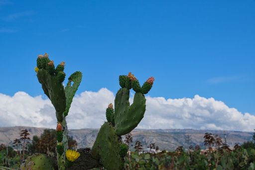 Flowering prickly pears of different colors, prickly pears field in Manfredonia, region of Apulia, Italy . Blue cloudy sky