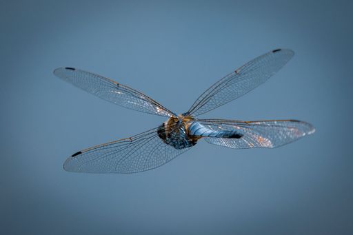 A closeup shot of a flying dragonfly against a blue background