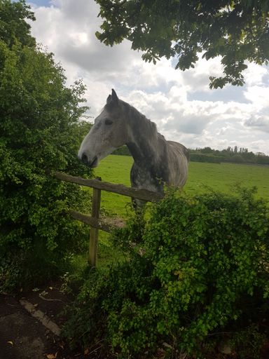 A vertical shot of a grey horse standing near the fence surrounded by green lush trees