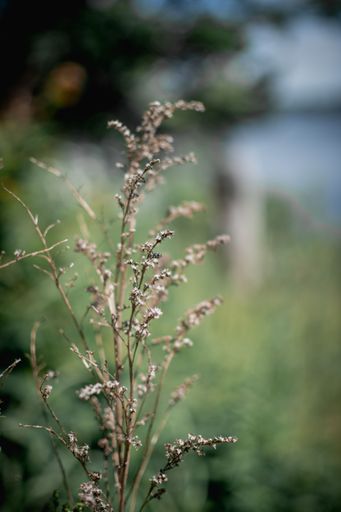 A vertical closeup of wild flowers against the green blurry background.