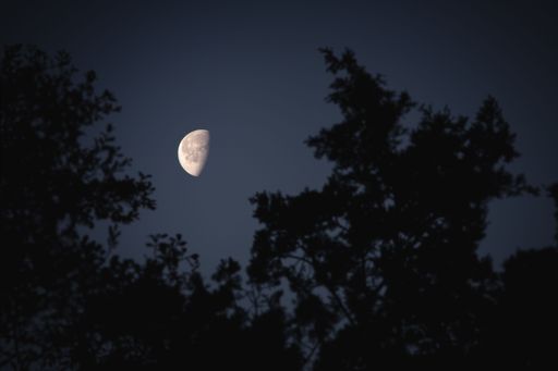 The bright half moon with visible craters is set against a black night sky through tree branches
