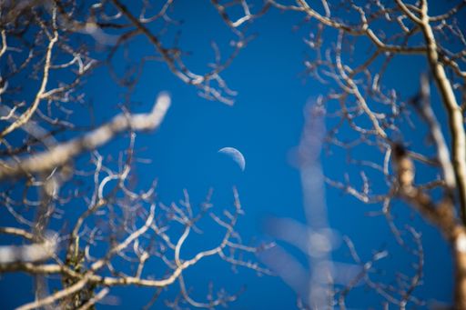 The afternoon Crescent Moon rises against a blue sky isolated between tree branches
