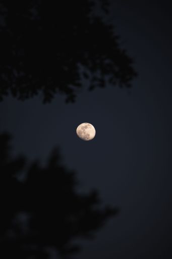 The bright waxing moon is set against a dark sky through tree branches