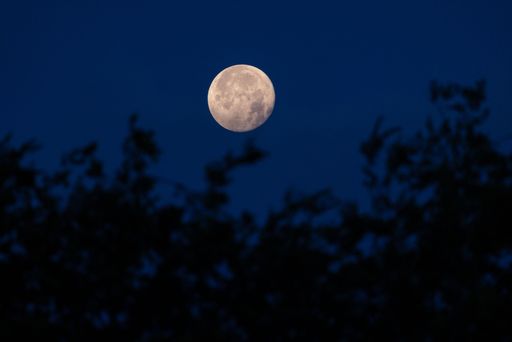 The nearly full moon with craters visible sets behind trees at dawn against a blue sky