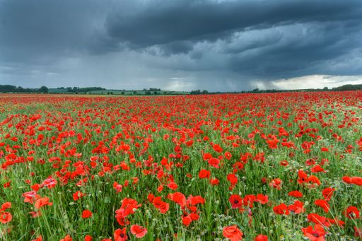 Dark clouds and heavy rain advancing toward an Oxfordshire Poppy field
