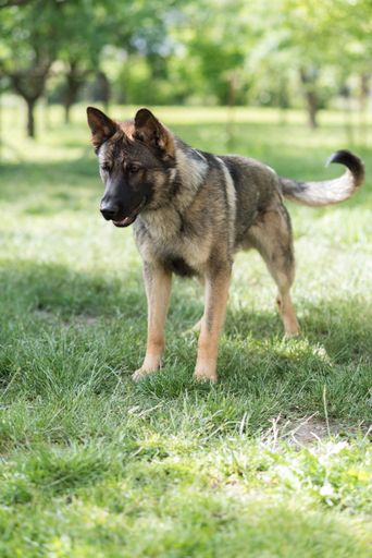 An adorable German Shepherd in a green park under the bright sunlight in closeup