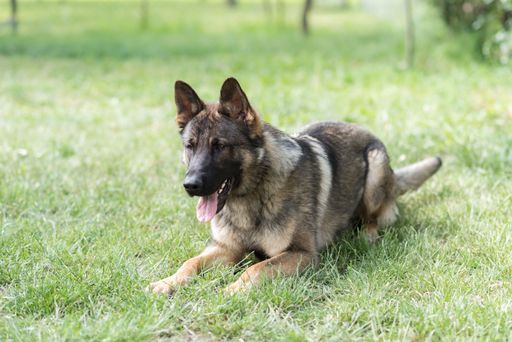 An adorable German Shepherd in a green park under the bright sunlight in closeup