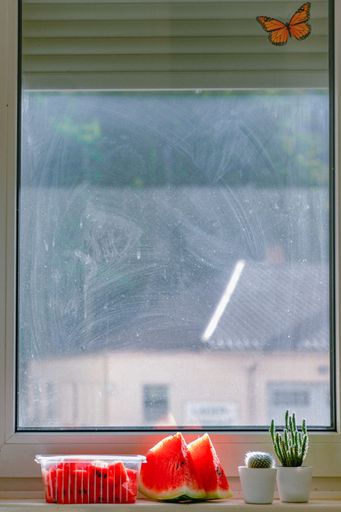 A view of watermelons and cactus plants on a windowsill