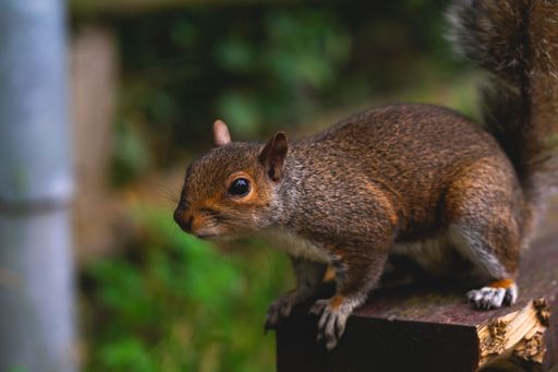 A closeup shot of a small squirrel standing on a bench