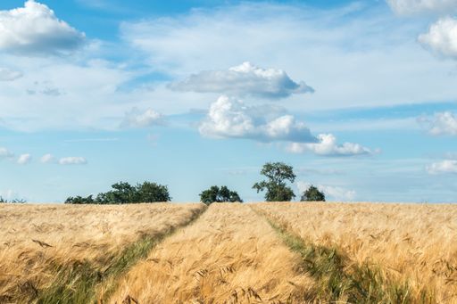 wheat field in summer with tractor tracks