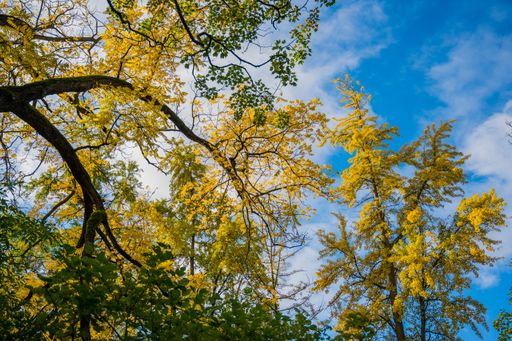Beautiful yellow trees in a park against a blue cloudy sky