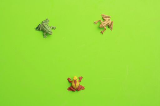 A top view of the frog toys isolated on a green background