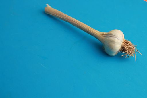 A top view of an organic garlic bulb isolated on a blue background