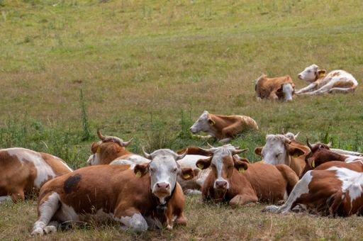 A herd of cows resting on a pasture after grazing