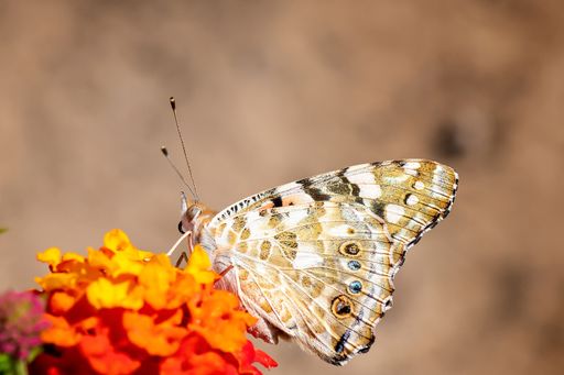 A closeup of Vanessa cardui, a painted lady on a flower.