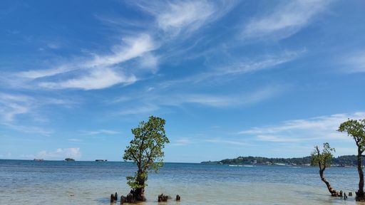 Panoramic view from sandy shore to blue sea, ships on the horizon and tree trunks in water at high tide under blue sky