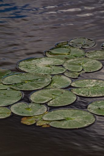 A vertical shot of round Water Lilly Lotus pads in a lake