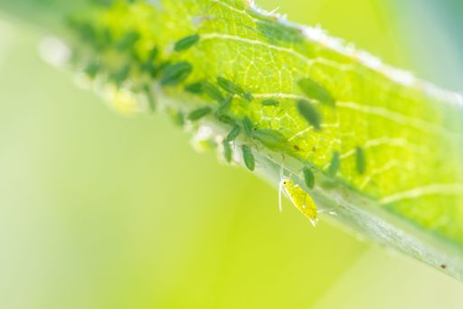 A large aphid near a group of aphids on a leaf