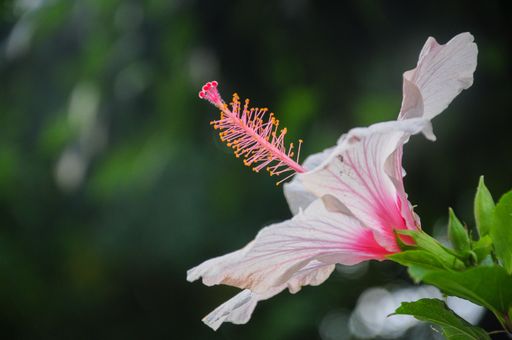 A closeup shot of a white hibiscus flower in the garden