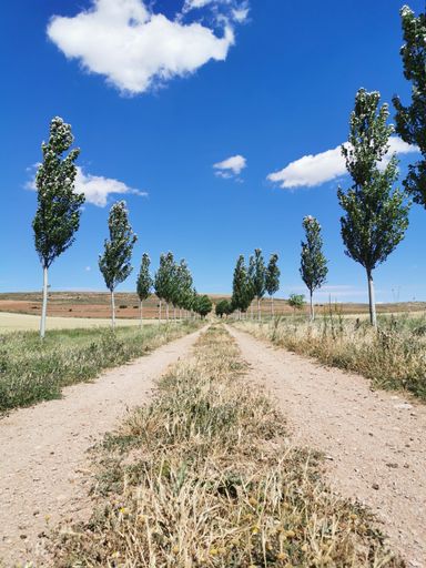 A vertical shot of a rural road with trees on both sides and a blue sky in the background