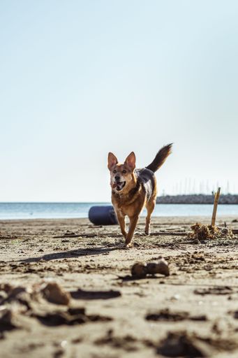 A vertical shot of a cute dog running on the sandy beach on a sunny day