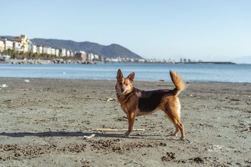 A cute dog standing on the beach with seascape view in the background