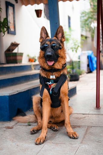 A vertical shot of a german shepherd dog sitting and wearing sunglasses in a backyard