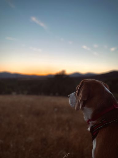 A dreamy vertical shot of a beagle dog looking at the sunset in the field and thinking